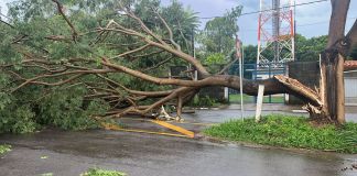 Chuva derruba árvore em Água Vermelha