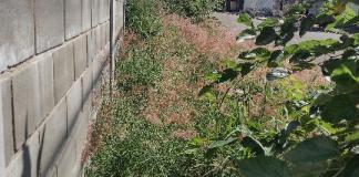 Moradores do Tijuco pedem limpeza de área cheia de mato Área particular precisa limpeza