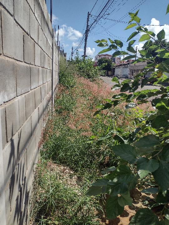 Área particular precisa limpeza