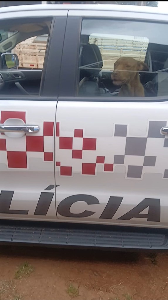PM resgata cachorra em rodovia