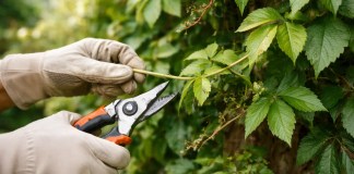 A falsa-vinha responde melhor quando a poda segue 4 cortes estratégicos ao longo do ano A falsa-vinha responde melhor quando a poda segue 4 cortes estratégicos ao longo do ano