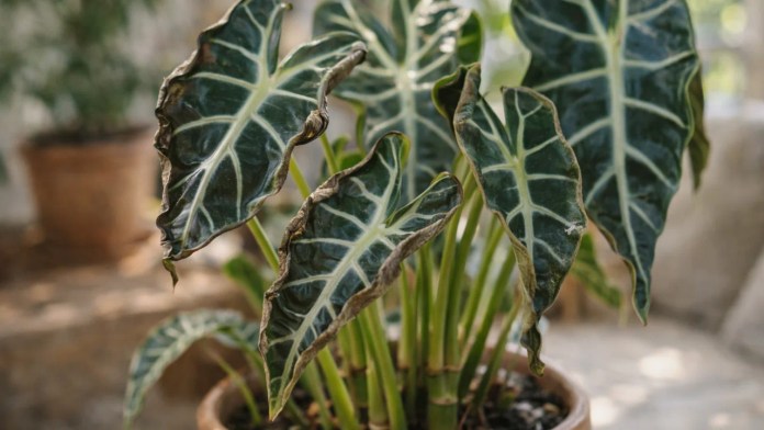 Alocasia-amazônica 6 erros de umidade que encolhem as folhas em silêncio Alocasia-amazônica 6 erros de umidade que encolhem as folhas em silêncio