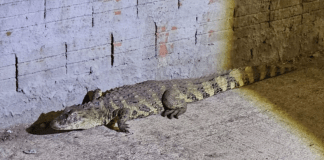 Animais silvestres: Jacaré e cobra capturados/Foto: Divulgação