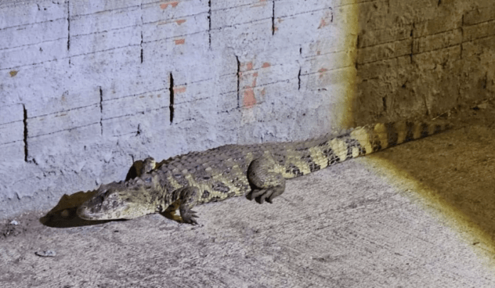 Animais silvestres: Jacaré e cobra capturados/Foto: Divulgação
