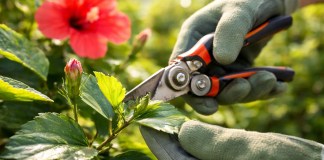 Cortes certeiros fazem o hibisco florir mesmo no calor intenso Cortes certeiros fazem o hibisco florir mesmo no calor intenso
