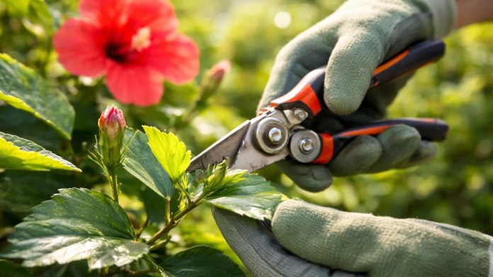 Cortes certeiros fazem o hibisco florir mesmo no calor intenso