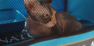 2º Encontro de Gatos Exóticos reúne raças raras e programação educativa no Shopping