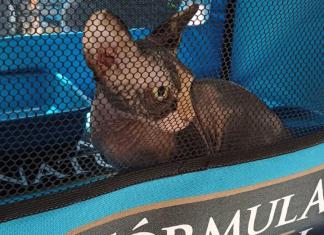 2º Encontro de Gatos Exóticos reúne raças raras e programação educativa no Shopping