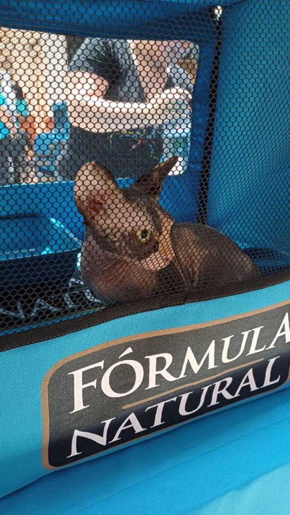 2º Encontro de Gatos Exóticos reúne raças raras e programação educativa no Shopping