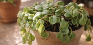 Folhas moles na peperômia hope indicam falhas em 6 cuidados básicos de rega Folhas moles na peperômia hope indicam falhas em 6 cuidados básicos de rega