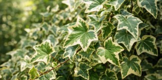 Hera variegata 1 ajuste simples de luz que recupera o desenho original das folhas