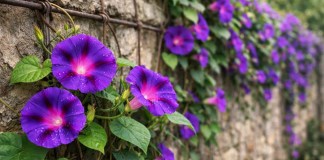 Ipoméia-roxa: conduções bem feitas transformam muros simples em painéis floridos intensos Ipoméia-roxa conduções bem feitas transformam muros simples em painéis floridos intensos