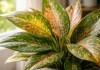 Manchas novas nas folhas da aglaonema indicam estresse ambiental antes do amarelecimento visível