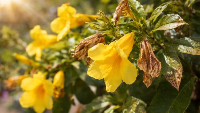 Quando o sol passa do limite, a alamanda-amarela emite sinais sutis que quase ninguém percebe Quando o sol passa do limite, a alamanda-amarela emite sinais sutis que quase ninguém percebe