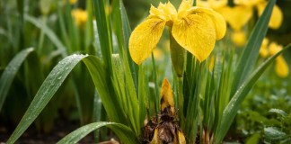 Se surgirem estes 4 sinais na íris-amarela, pode ser excesso de água — e o apodrecimento pode começar antes da murcha Se surgirem estes 4 sinais na íris-amarela, pode ser excesso de água — e o apodrecimento pode começar antes da murcha