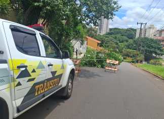 Árvore caída na Angelo Passeri