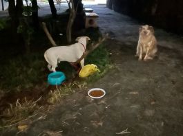 Cães são encontrados amarrados em praça no Tijuco Preto e caso mobiliza Guarda Municipal