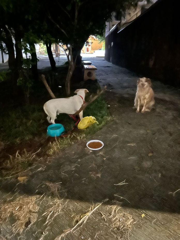 Cães são encontrados amarrados em praça no Tijuco Preto e caso mobiliza Guarda Municipal Cães são encontrados amarrados em praça no Tijuco Preto e caso mobiliza Guarda Municipal
