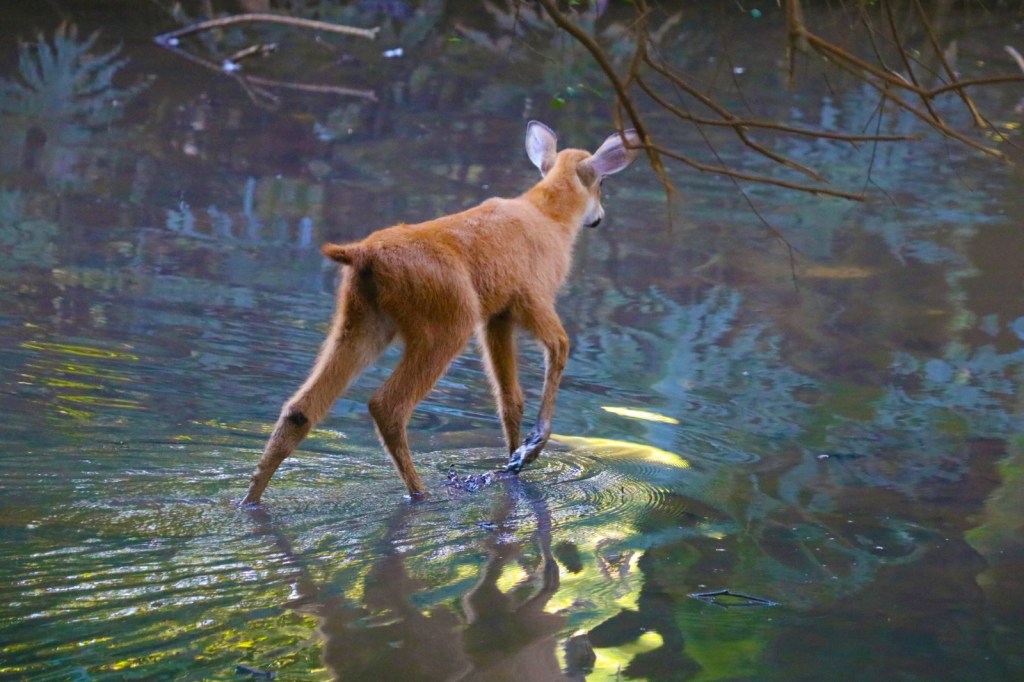 Segundo o secretário de Clima e Meio Ambiente, Júnior Zanquim, o BioRota é uma inovação que aproxima a população da gestão ambiental. “Com o aplicativo, qualquer cidadão pode contribuir para o monitoramento da fauna, diz