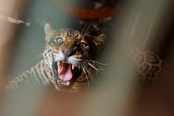 Segundo o secretário de Clima e Meio Ambiente, Júnior Zanquim, o BioRota é uma inovação que aproxima a população da gestão ambiental. “Com o aplicativo, qualquer cidadão pode contribuir para o monitoramento da fauna, diz Segundo o secretário de Clima e Meio Ambiente, Júnior Zanquim, o BioRota é uma inovação que aproxima a população da gestão ambiental. “Com o aplicativo, qualquer cidadão pode contribuir para o monitoramento da fauna, diz