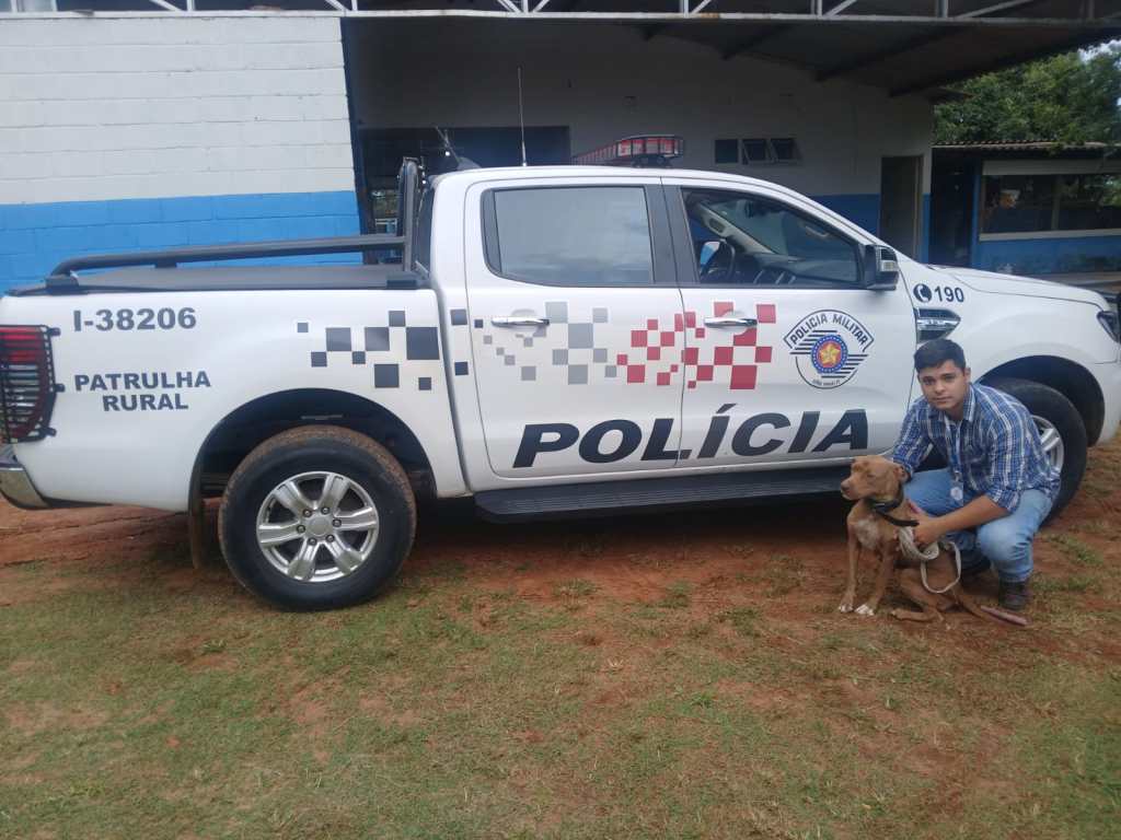 PM resgata cachorra em rodovia