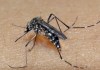 98 casos confirmados de Dengue em São Carlos, informa Prefeitura Mosquito é o transmissor da dengue, zika e chikungunya - Foto: Divulgação/Cevs