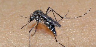 98 casos confirmados de Dengue em São Carlos, informa Prefeitura Mosquito é o transmissor da dengue, zika e chikungunya - Foto: Divulgação/Cevs