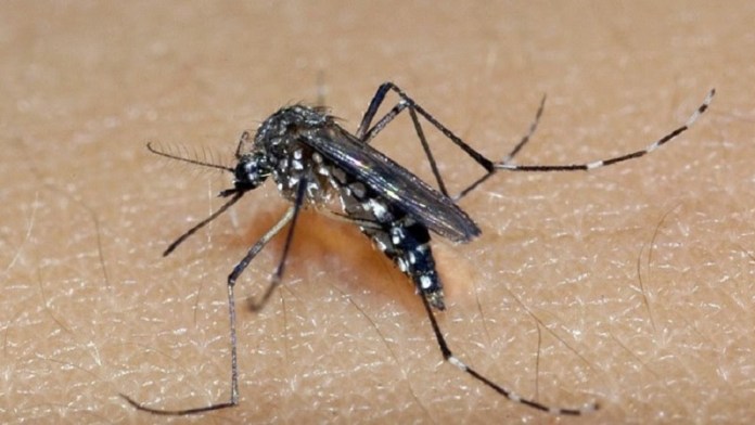 Mosquito é o transmissor da dengue, zika e chikungunya - Foto: Divulgação/Cevs Mosquito é o transmissor da dengue, zika e chikungunya - Foto: Divulgação/Cevs