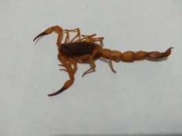 Moradora da Vila Prado faz alerta após encontrar escorpiões amarelos dentro de casa em São Carlos