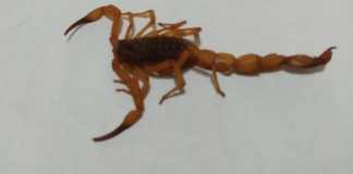 Moradora da Vila Prado faz alerta após encontrar escorpiões amarelos dentro de casa em São Carlos Moradora da Vila Prado faz alerta após encontrar escorpiões amarelos dentro de casa em São Carlos