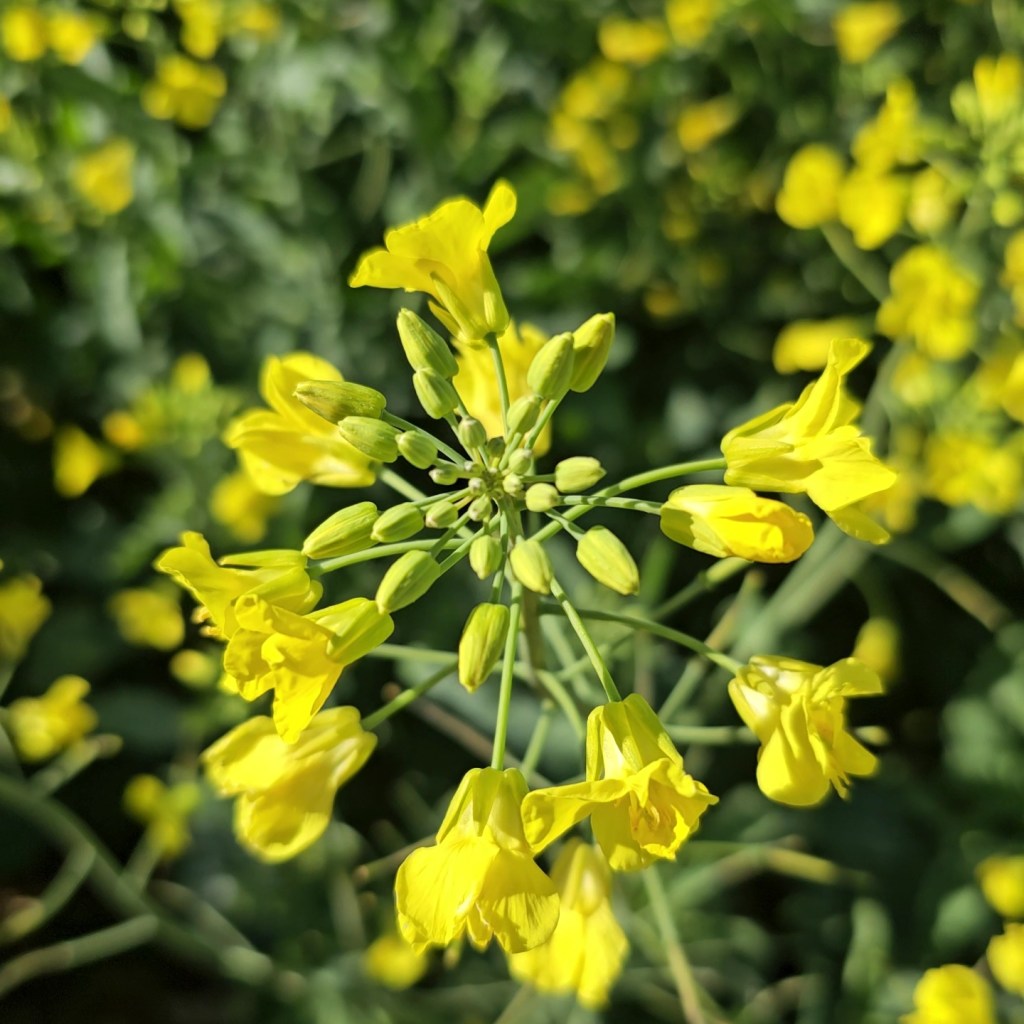 Canola ganha espaço e avança como cultivo estratégico no Brasil