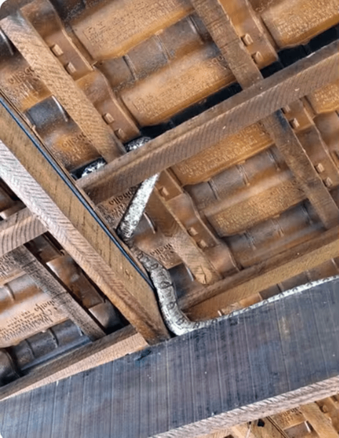 Jiboia é capturada em telhado de residência Jiboia é capturada em telhado de residência