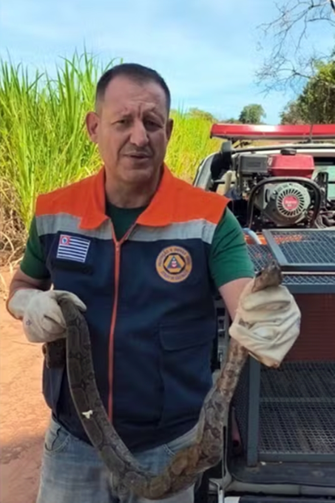 Jiboia capturada e solta