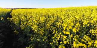 Canola ganha espaço e avança como cultivo estratégico no Brasil