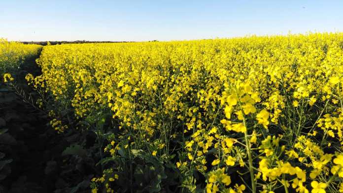 Canola ganha espaço e avança como cultivo estratégico no Brasil Canola ganha espaço e avança como cultivo estratégico no Brasil