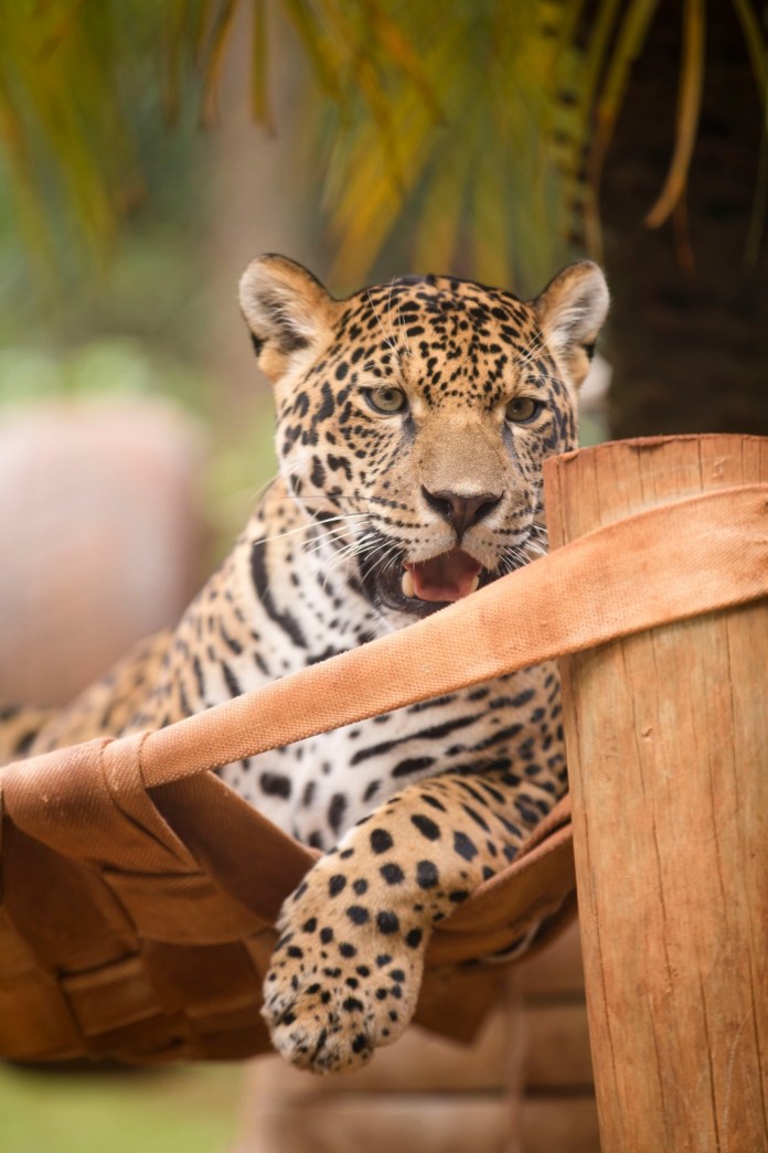 Onça Atenas completa 1 ano Onça Atenas completa 1 ano