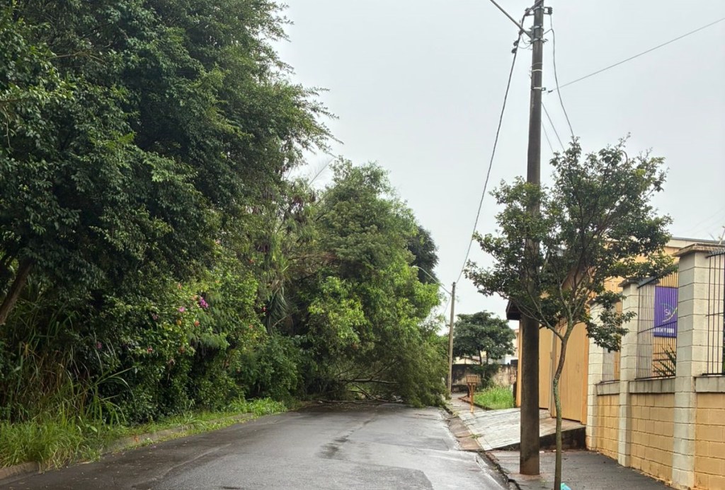 Chuva intensa acumula mais de 45 milímetros em um dia e provoca queda de árvore em São Carlos
