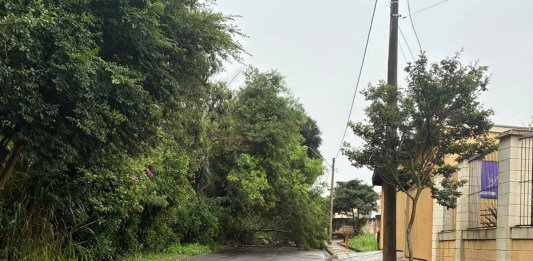 Chuva intensa acumula mais de 45 milímetros em um dia e provoca queda de árvore em São Carlos