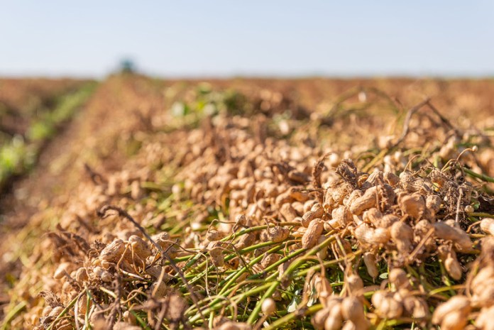 amendoim Tour del Maní Colombo percorre polos produtivos de amendoim na região de Ribeirão Preto (Crédito - Divulgação)