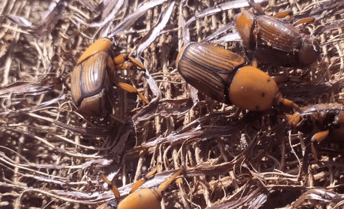 Ministério alerta para entrada de espécie de besouro no Brasil Ministério alerta para entrada de espécie de besouro no Brasil