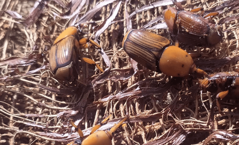 Ministério alerta para entrada de espécie de besouro no Brasil