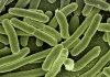 A bactéria Klebsiella pneumoniae carbapenemase (KPC)