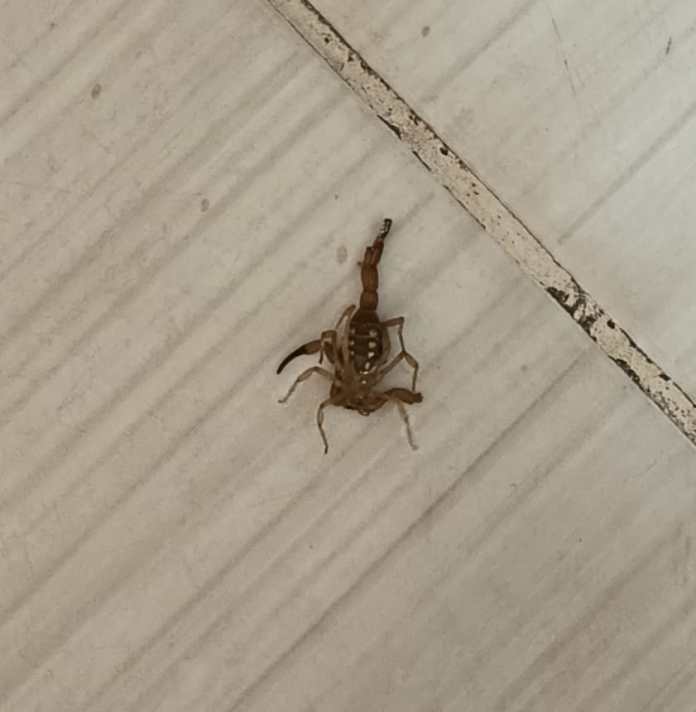 Casos de surgimento de escorpiões acendem alerta: como a limpeza da casa ajuda a reduzir riscos Casos de surgimento de escorpiões acendem alerta: como a limpeza da casa ajuda a reduzir riscos