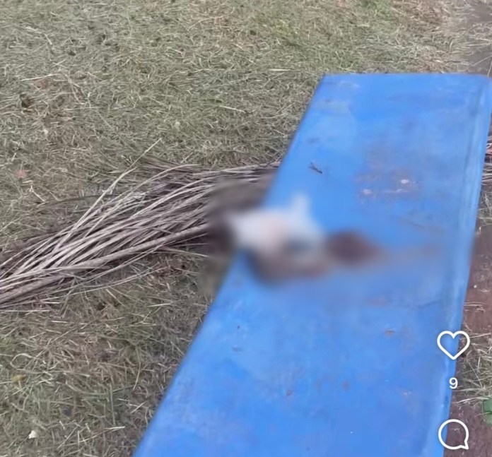 Largaram cocô na sacolinha no banco da praça em São Carlos Largaram cocô na sacolinha no banco da praça em São Carlos