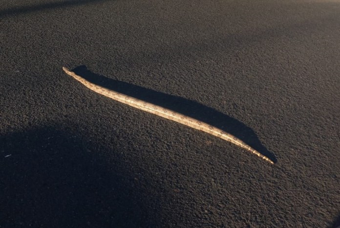 Jiboia passeando por São CarlosJiboia passeando por São Carlos Jiboia passeando por São Carlos