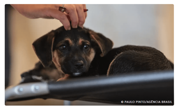 Lei define guarda compartilhada de pets; veja detalhes Lei define guarda compartilhada de pets; veja detalhes