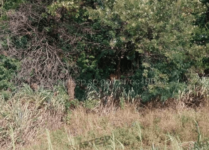 Captura de tela 2026-04-26 094306