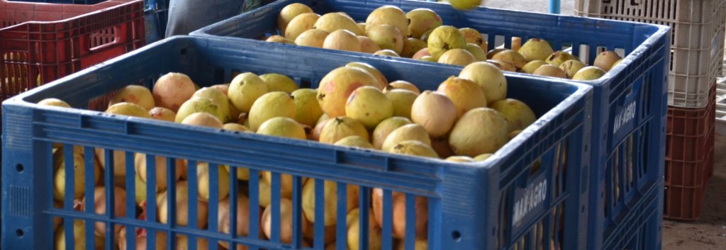A Prefeitura de São Carlos realizou no último dia 2 de abril, a Chamada Pública para a aquisição de gêneros alimentícios por meio do Programa Nacional de Alimentação Escolar (PNAE), reforçando o compromisso com a oferta de alimentação escolar de qualidade e com o fortalecimento da agricultura familiar.