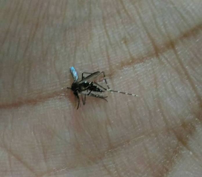 Dengue despenca 97% em São Carlos e cidade não registra mortes em 2026 Dengue despenca 97% em São Carlos e cidade não registra mortes em 2026