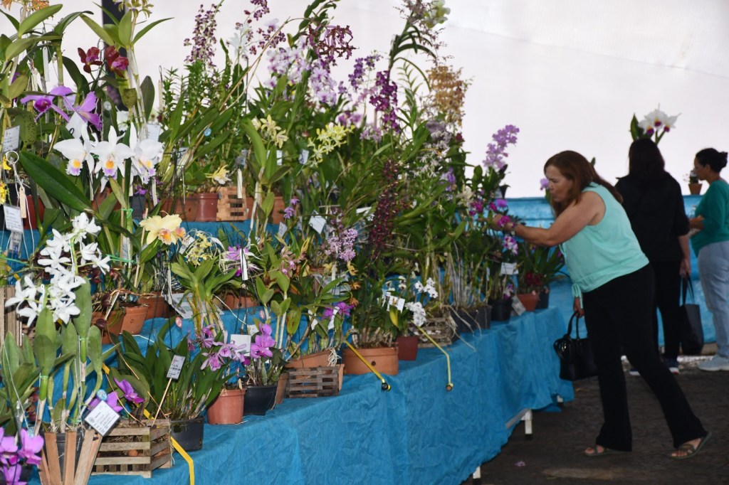 O Círculo Sãocarlense de Orquidófilos, com apoio da Prefeitura de São Carlos, realiza, nos dias 24, 25 e 26 de abril, a tradicional 61ª Exposição Nacional de Orquídeas, na Praça da XV.